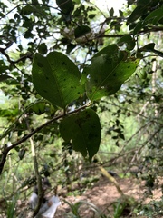 Drypetes dolichocarpa