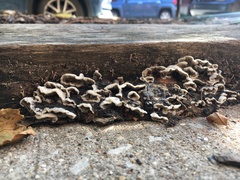 Fungi