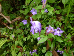 Strobilanthes wallichii