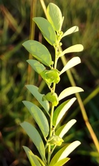 Phyllanthus liebmannianus
