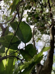 Drypetes dolichocarpa