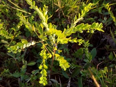 Phyllanthus liebmannianus