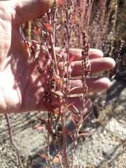 Chenopodium atrovirens