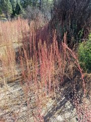 Chenopodium atrovirens