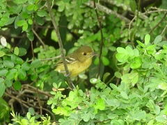 Vireo pallens