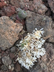 Draba aureola