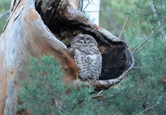 Strix occidentalis lucida