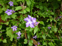 Strobilanthes wallichii