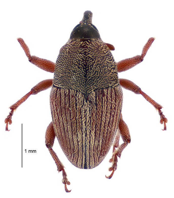 Linogeraeus