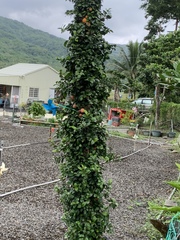 Ficus aurantiaca parvifolia