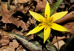 Erythronium rostratum