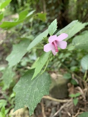 Urena procumbens
