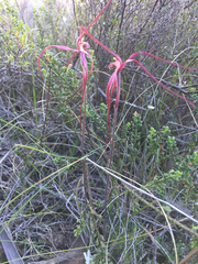 Caladenia filamentosa