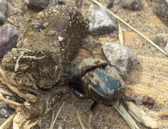 Phanaeus difformis