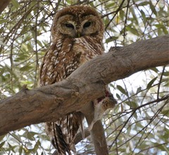 Strix occidentalis lucida