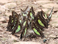 Polyura bharata