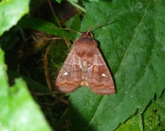 Eupsilia vinulenta