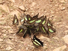 Polyura bharata