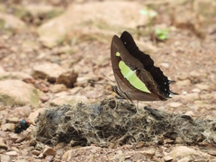 Polyura bharata