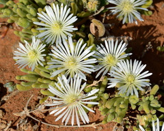 Drosanthemum eburneum