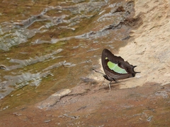 Polyura bharata