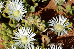 Drosanthemum eburneum