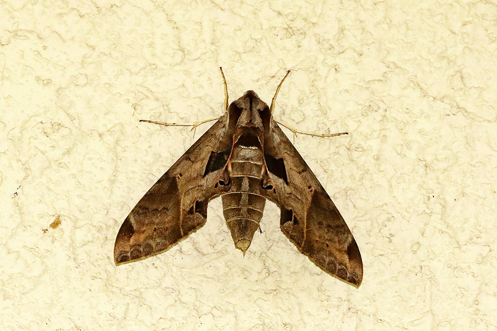 Satellite Sphinx