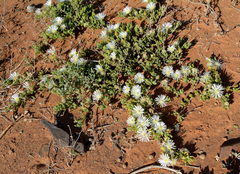 Drosanthemum eburneum