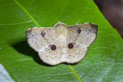 Claterna ochreoplaga