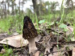 Morchella australiana