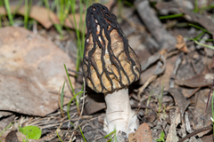 Morchella australiana