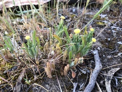 Podotheca angustifolia