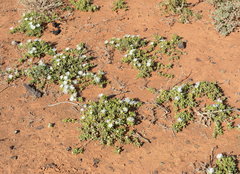 Drosanthemum eburneum