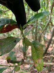 Psychotria mariana