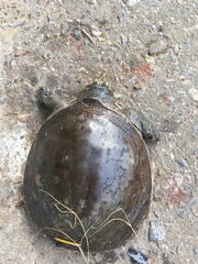 Lissemys scutata