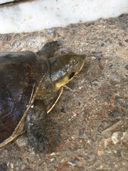 Lissemys scutata