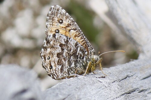 Chryxus Arctic photo 5