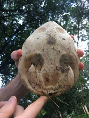 Lissemys scutata