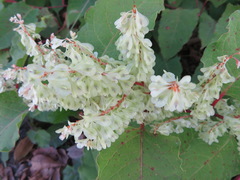 Reynoutria japonica