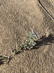 Lupinus tidestromii