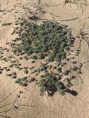 Lupinus tidestromii