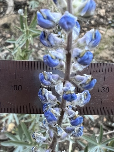 Lake Tahoe Lupine (Lupinus meionanthus)