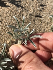 Lupinus tidestromii