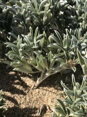 Lupinus tidestromii
