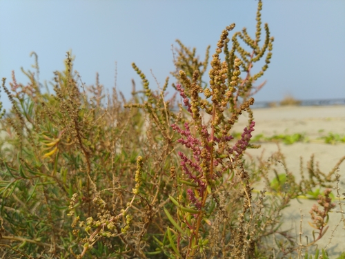 Suaeda maritima (L.) Dumort.