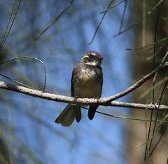 Gray Fantail photo 2
