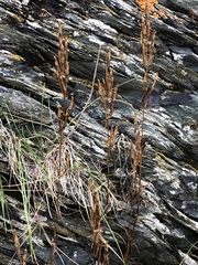 Swertiinae