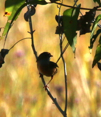 Stipiturus malachurus