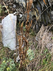 Swertiinae