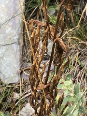 Swertiinae